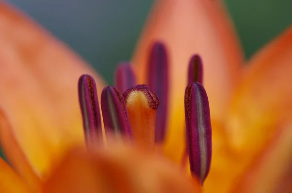 Flor de lirio — Foto de Stock