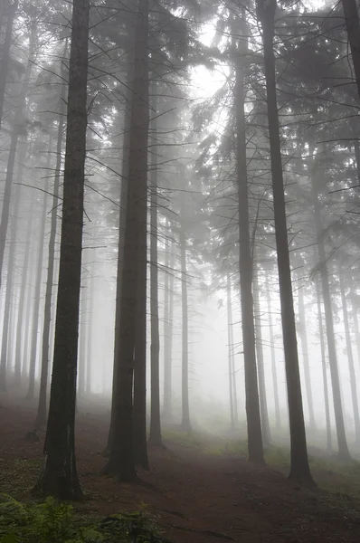 Coniferous forest in fog — Stock Photo, Image