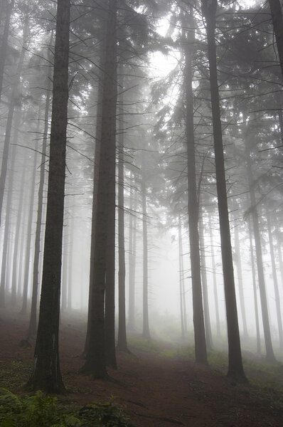 Coniferous forest in fog