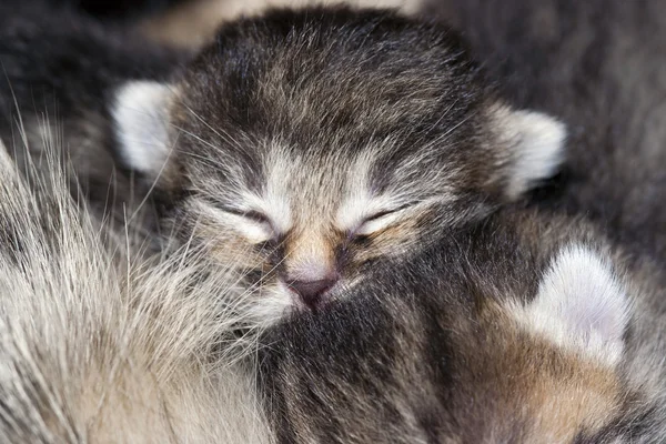 Сплячий кошеня — стокове фото