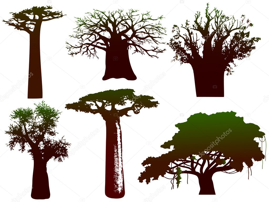 Various trees of Africa - vector