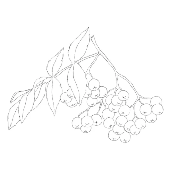 Ilustrasi gambar tangan dari buah berry - Stok Vektor