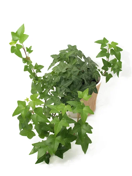 stock image Green ivy