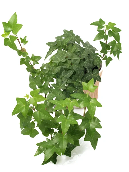 stock image Green ivy