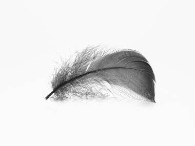 Black feather clipart