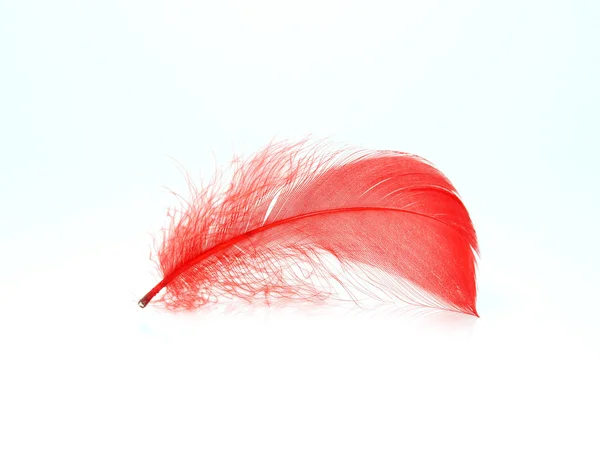 Червоний перо — стокове фото
