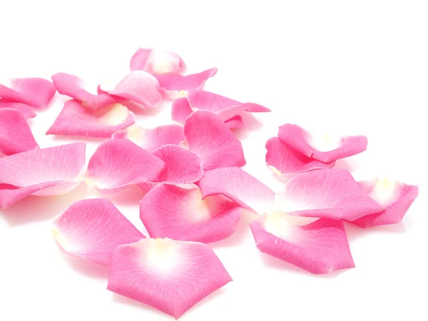 Pink roses petals — Stock Photo, Image