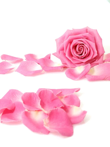 Růžová růže a lístky — Stock fotografie