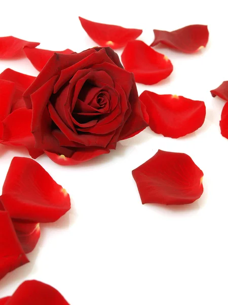 Červená růže a lístky — Stock fotografie