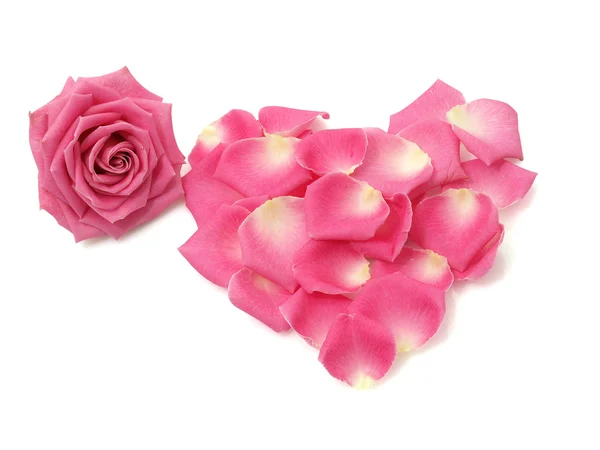 Розовая роза и лепестки — стоковое фото
