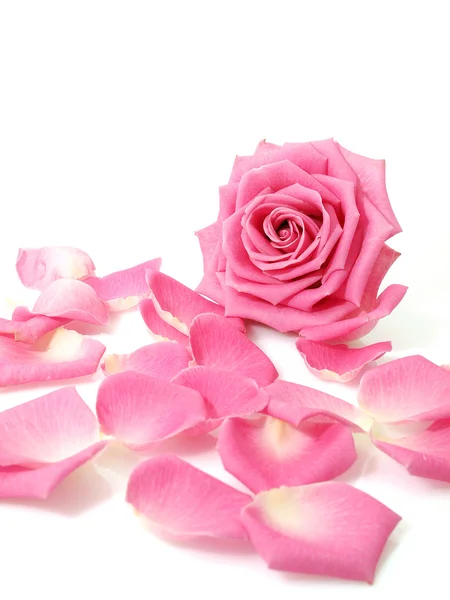 Pink rose and petals — Stock Photo, Image