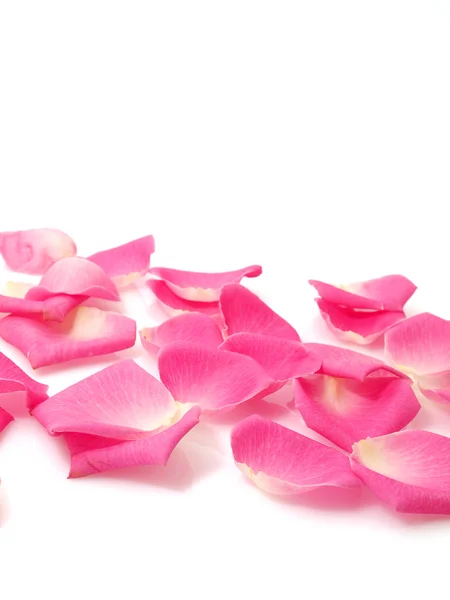 粉红色玫瑰花瓣 免版税图库图片
