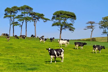 pastoral çayır