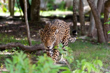 Jaguar in wildlife clipart