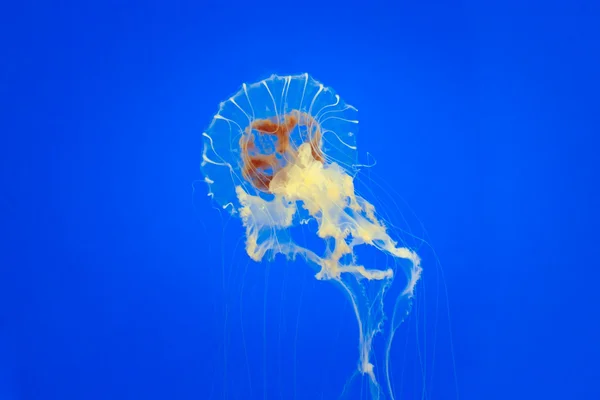 Тропические медузы — стоковое фото