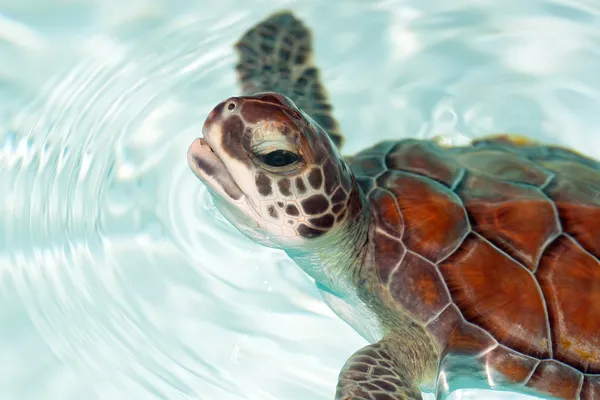 Żółwia niemowląt — Zdjęcie stockowe