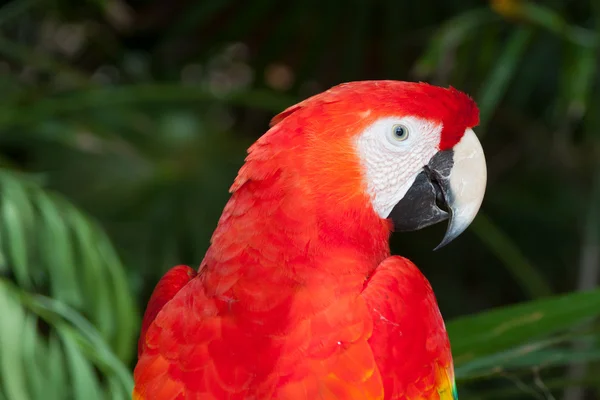 Ara parrot — Stockfoto