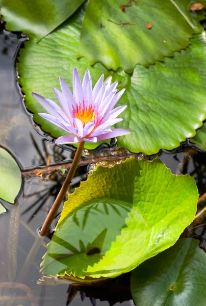 Stock image Beautiful water lily