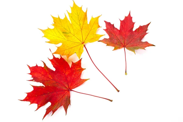 stock image Colorful Fall leaves