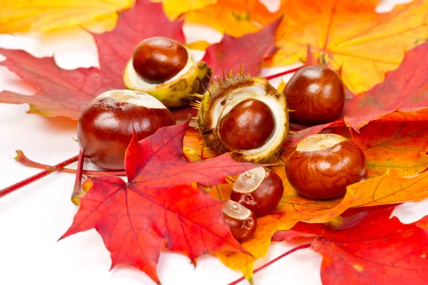 Podzimní listí a kaštany — Stock fotografie