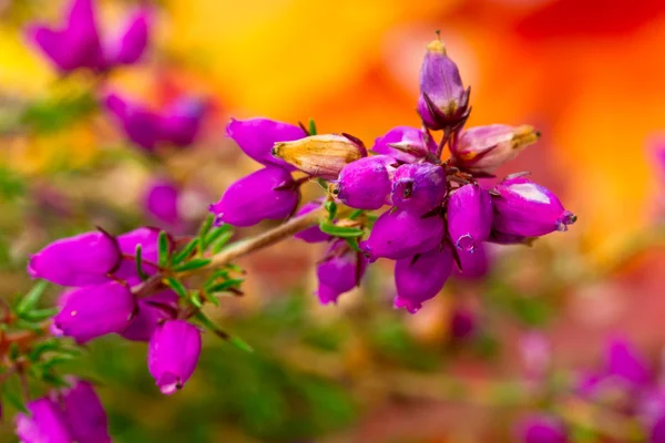 Blossom heather — Stock Photo, Image