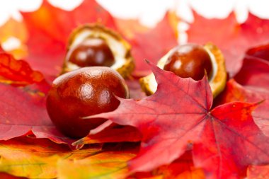 herfst bladeren en kastanjes