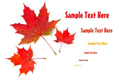 Colorful Fall leaves clipart