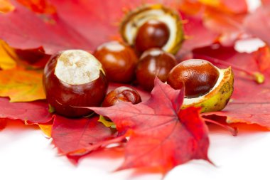 herfst bladeren en kastanjes