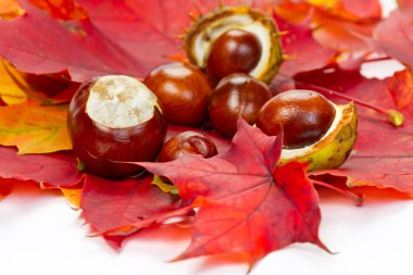 herfst bladeren en kastanjes