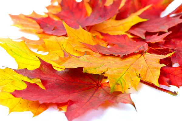 Цветные осенние листья — стоковое фото