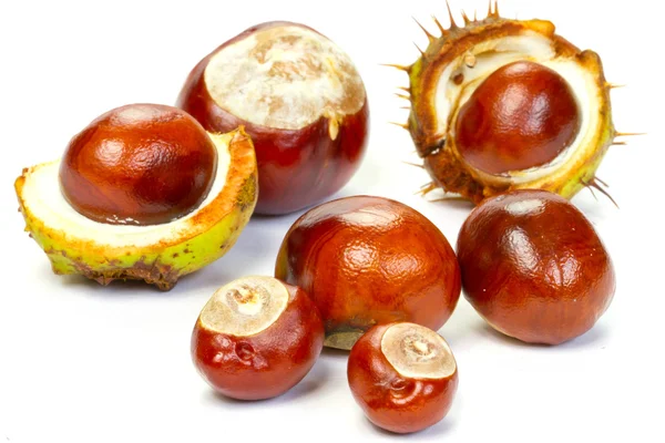 Horse chestnuts — Stock Photo, Image