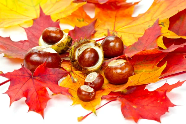 Autumn leaves and chestnuts — Stock Photo, Image