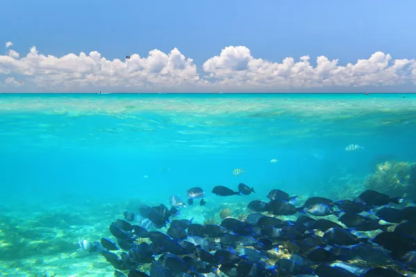 Um cardume de peixes azuis — Fotografia de Stock