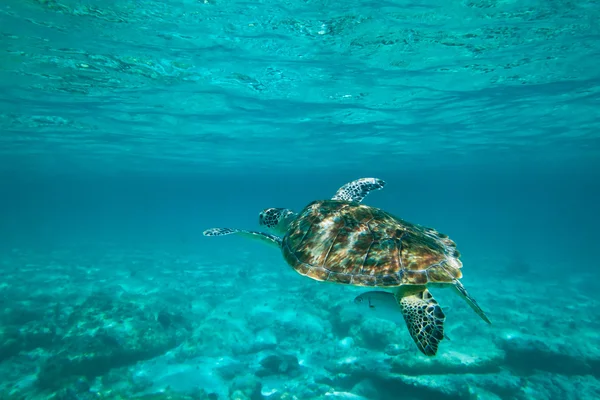 Grön havssköldpadda i naturen — Stockfoto