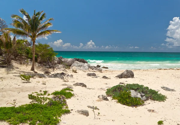 Palmträd på den idylliska stranden i tulum — Stockfoto