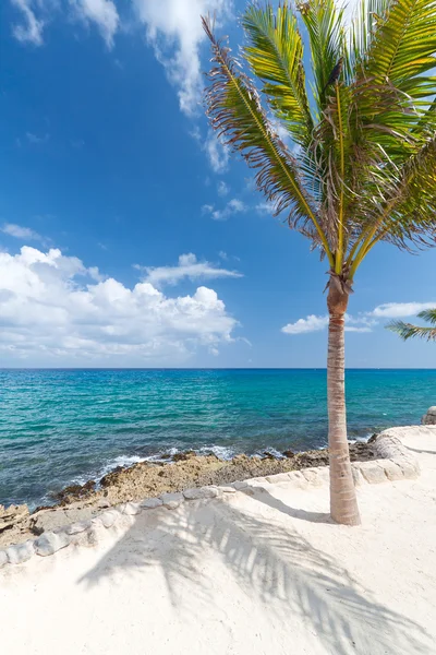 Einsame Palme am karibischen Meer — Stockfoto