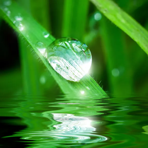 Pearl of dew — Stock Photo, Image