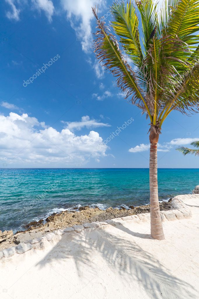 Lonely palm tree at Caribbean sea