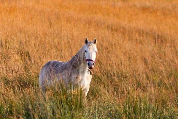 Cavallo bianco sul prato — Foto Stock