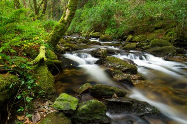 Killarney National Park creek clipart