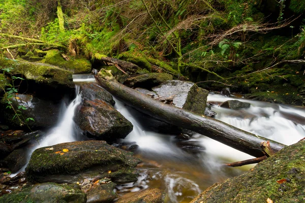 Parque Nacional de Killarney Creek — Fotografia de Stock
