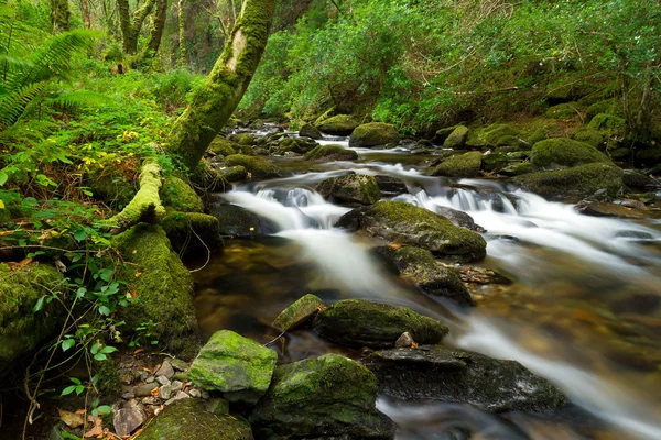 Parque Nacional de Killarney arroyo — Foto de Stock