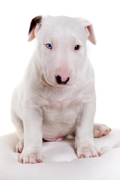 Bullterrier puppy — Stock Photo, Image