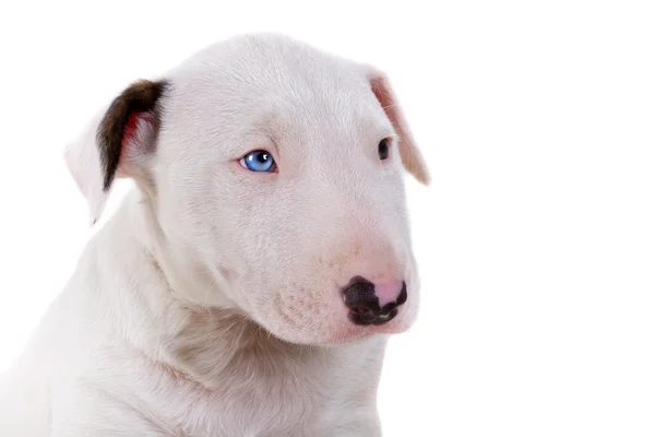 Bullterrier puppy — Stock Photo, Image