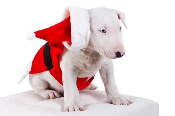 Bullterrier cucciolo in costume da Babbo Natale — Foto Stock