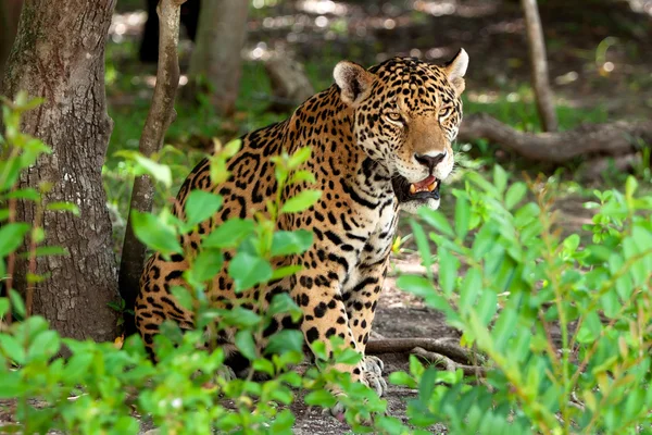 Jaguar dans le parc animalier — Photo
