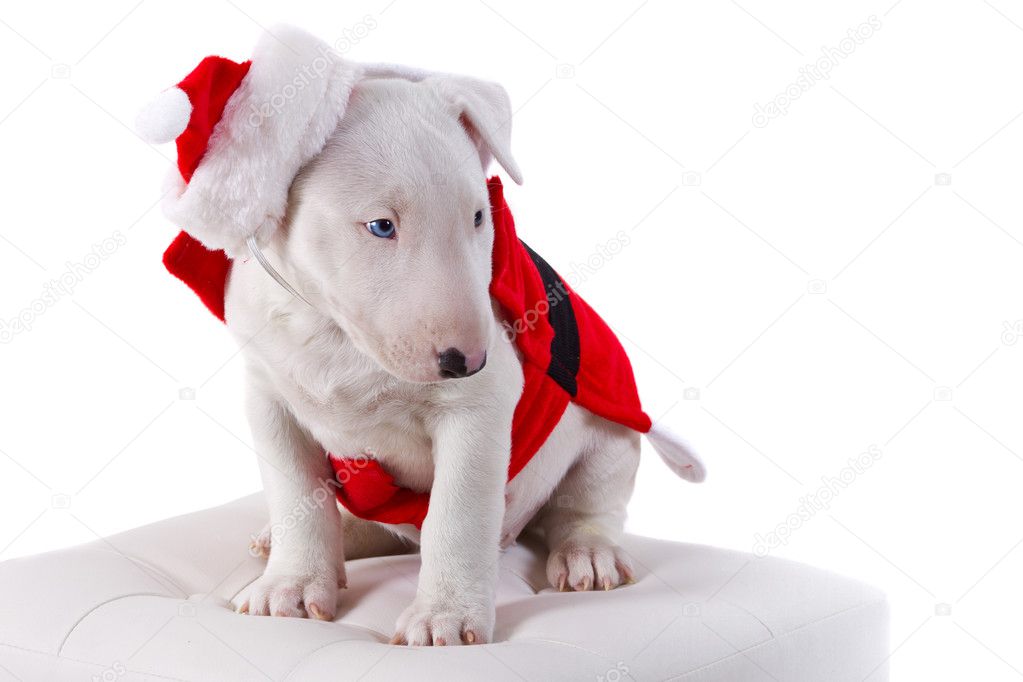 Bullterrier puppy in Santa suit