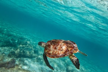 Yeşil Kaplumbağa Karayip Denizi Yüzme