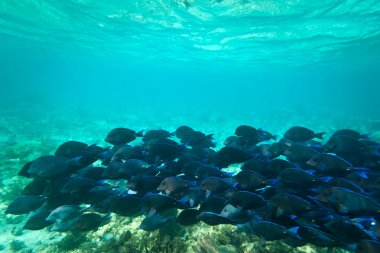 A shoal of fishes in Caribbean Sea clipart