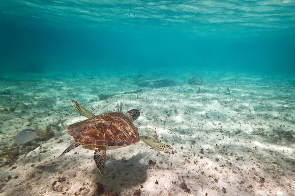 Grön havssköldpadda simmar i Karibiska havet — Stockfoto
